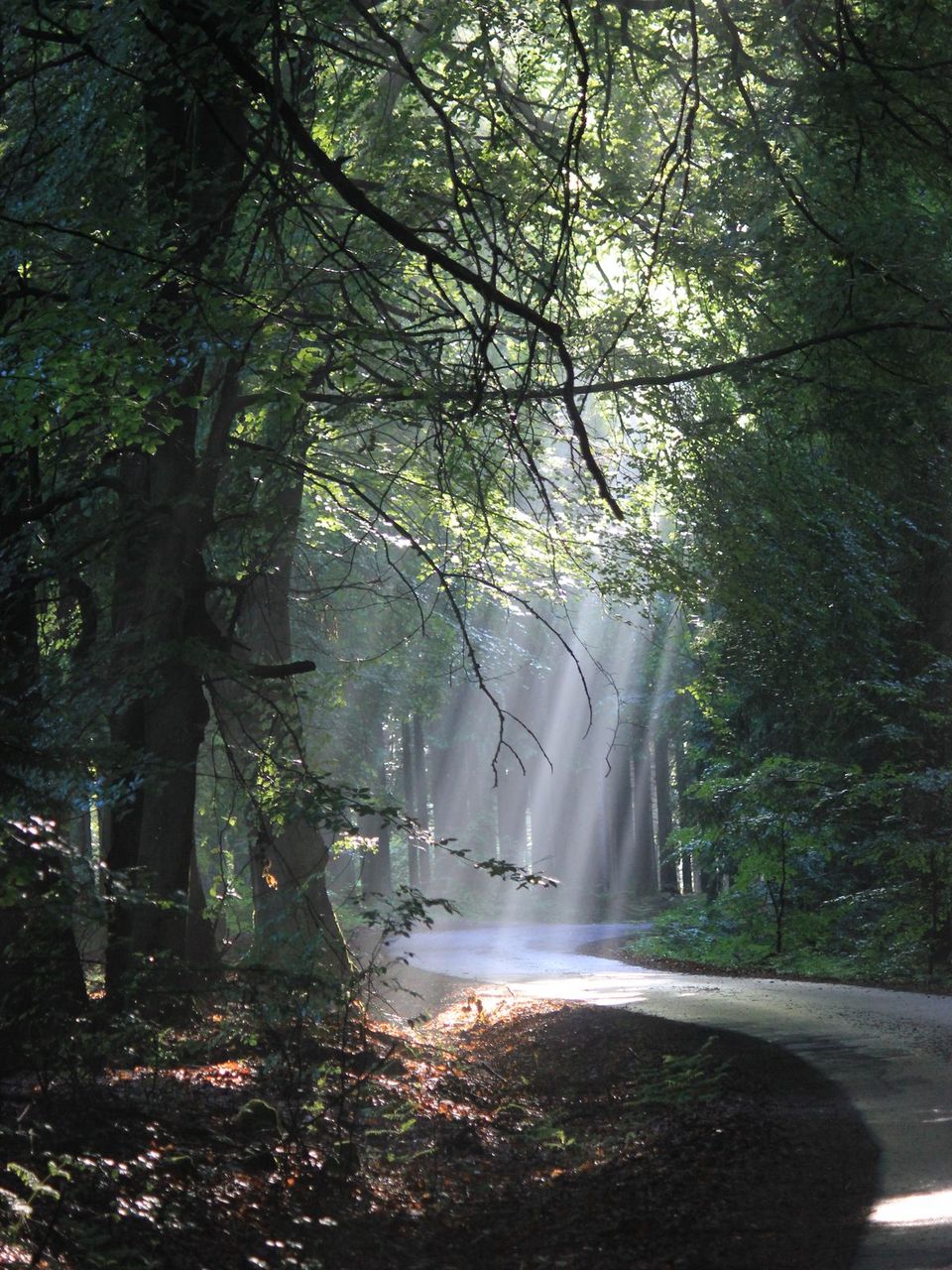 Sunlit forest path symbolising thoughtful transition and new beginnings
